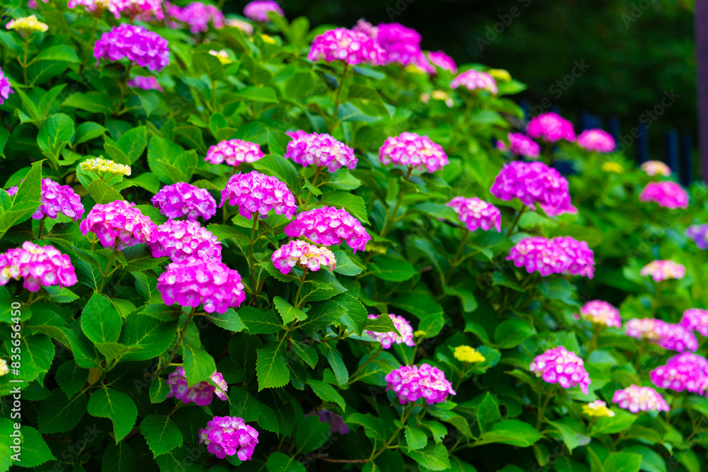紫陽花