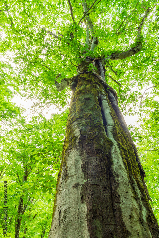 Fototapeta premium tree in the forest