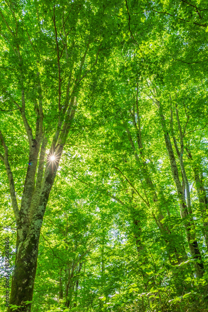 Green forest. Tree with green Leaves and sun light.
Green forest. Tree with green Leaves and sun light.