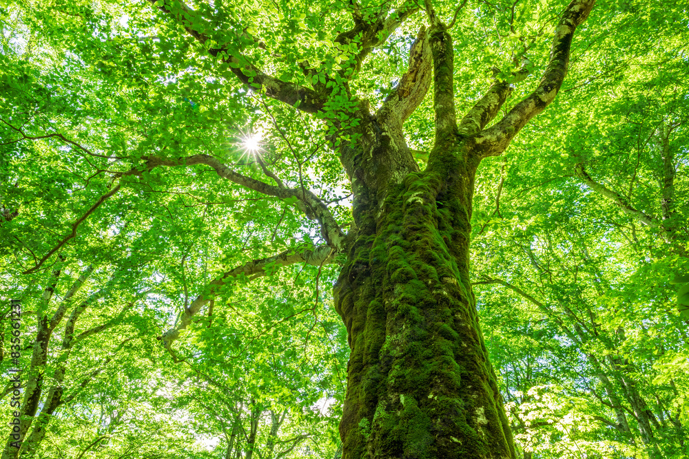 Green forest. Tree with green Leaves and sun light.	
