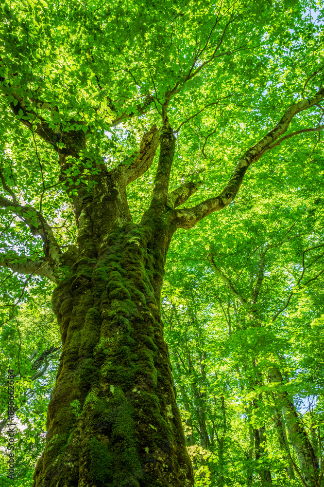 Fototapeta premium tree in the forest