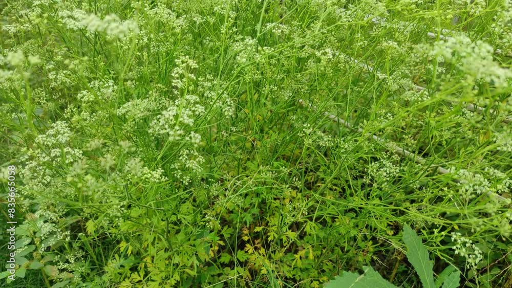 Learn the secrets of wild celery seeds! From plant identification to harvesting techniques, this video covers everything you need to know about this fascinating plant. Great for foragers and gardeners Learn the secrets of wild celery seeds! From plant identification to harvesting techniques, this video covers everything you need to know about this fascinating plant. Great for foragers and gardeners