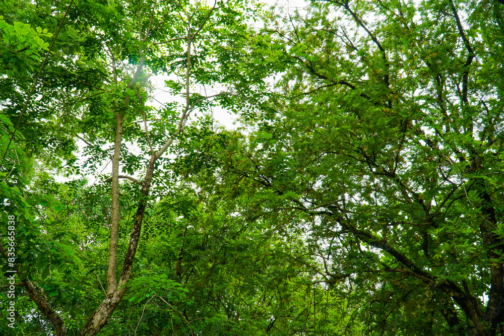 Fototapeta premium trees, leaves, shade, angle of view 