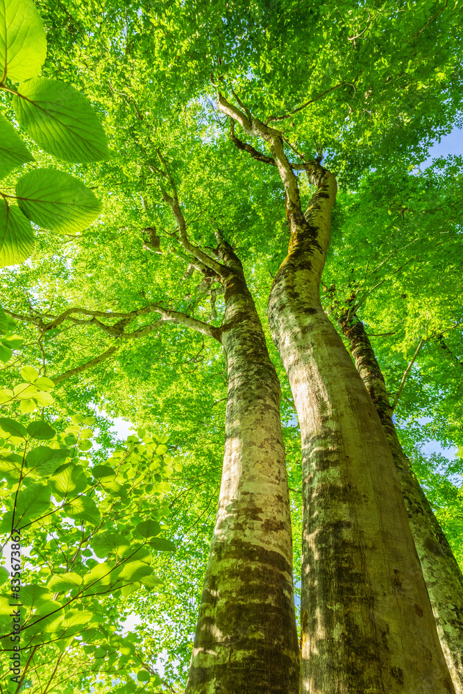 Fototapeta premium Green forest. Tree with green Leaves and sun light.