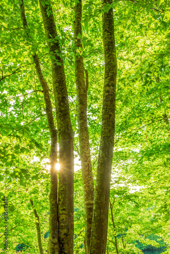 Green forest. Tree with green Leaves and sun light.  