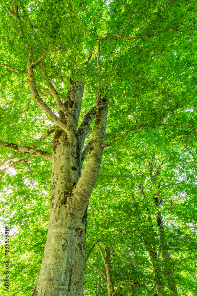Fototapeta premium Green forest. Tree with green Leaves and sun light. 