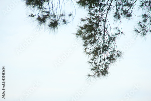 Cemara laut or Casuarina Equisetifolia on the edge of the beach whose leaves and chains are blown by the wind photo