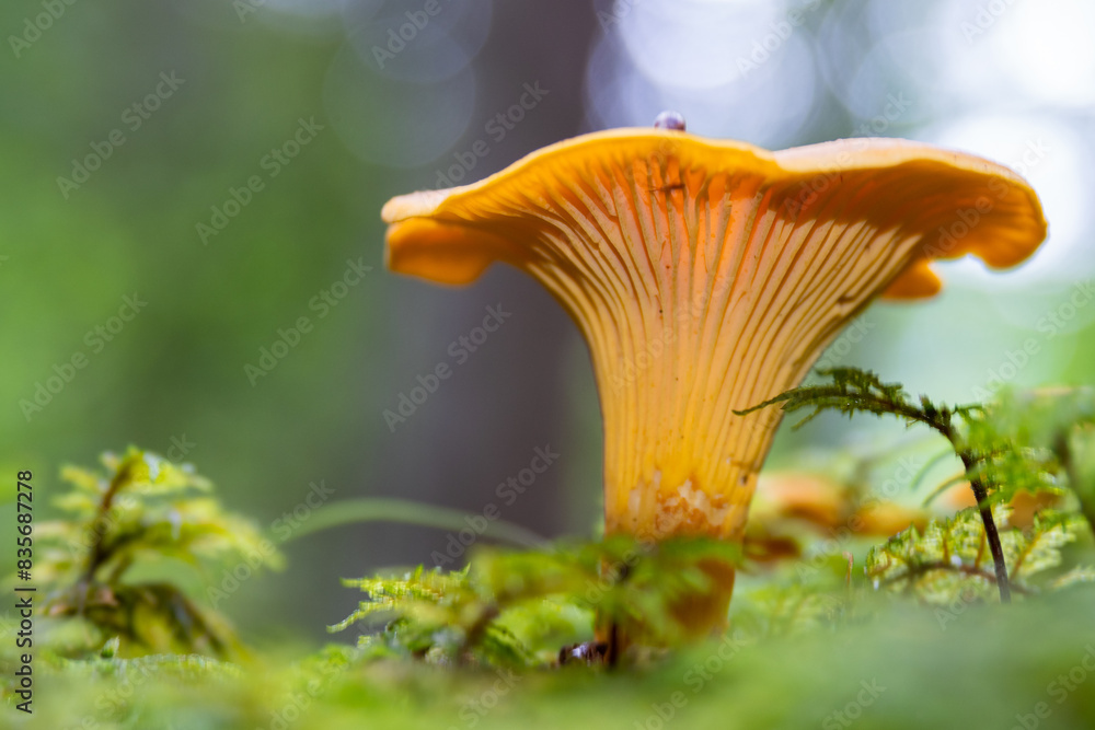 Mushroom foraging in the Dolomite mountains during autumn in Italy Mushroom foraging in the Dolomite mountains during autumn in Italy