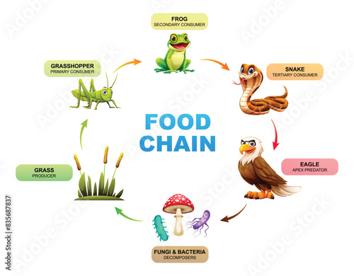 Food chain showing the relationships between grass, grasshopper, frog, snake, eagle, fungi and bacteria. Vector illustration