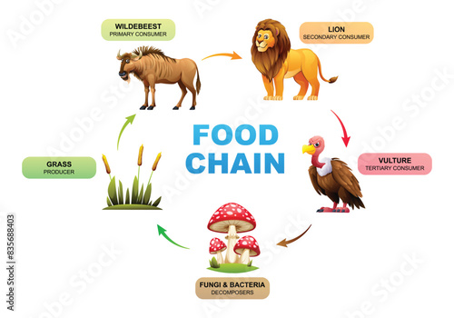 Food chain ecosystem vector illustration