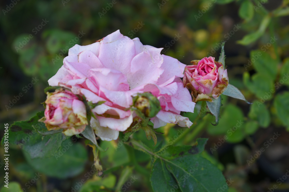 Obraz premium Beautiful pink rose flower closeup in garden, A very beautiful rose flower bloomed on the rose tree, Rose flower, bloom flowers, Natural spring flower, Nature