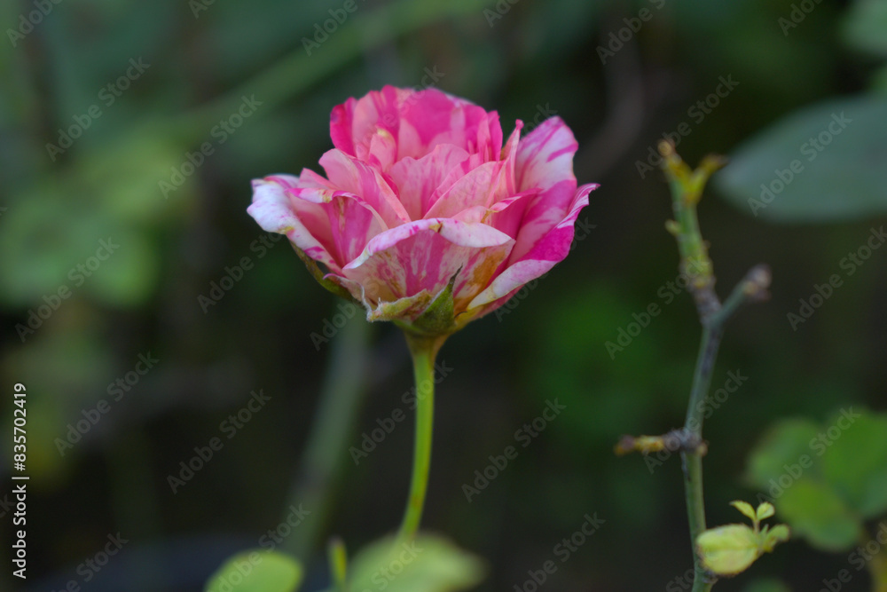 Beautiful pink rose flower closeup in garden, A very beautiful rose flower bloomed on the rose tree, Rose flower, bloom flowers, Natural spring flower, Nature Beautiful pink rose flower closeup in garden, A very beautiful rose flower bloomed on the rose tree, Rose flower, bloom flowers, Natural spring flower, Nature