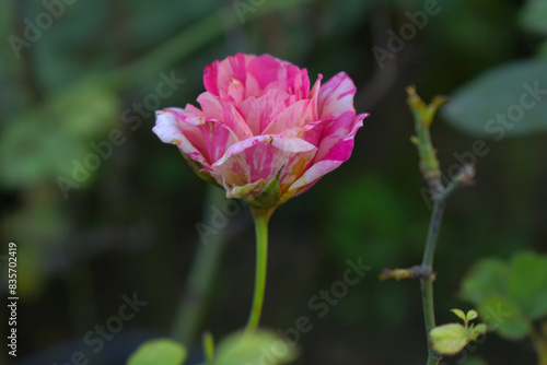 Wallpaper Mural Beautiful pink rose flower closeup in garden, A very beautiful rose flower bloomed on the rose tree, Rose flower, bloom flowers, Natural spring flower,  Nature Torontodigital.ca