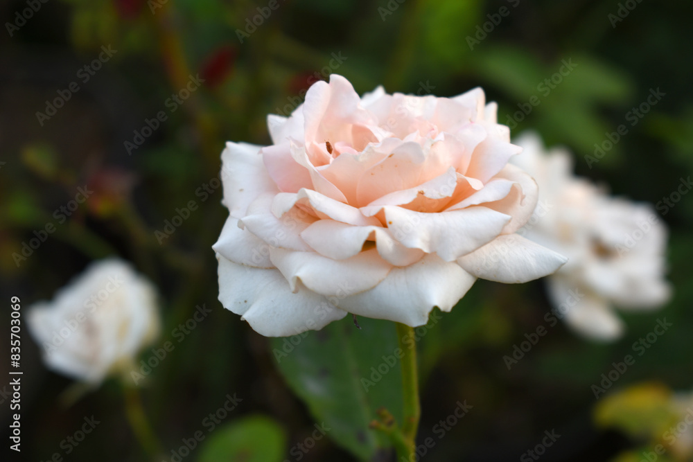 Beautiful White rose flower closeup in garden, A very beautiful rose flower bloomed on the rose tree, Rose flower, bloom flowers, Natural spring flower, Nature Beautiful White rose flower closeup in garden, A very beautiful rose flower bloomed on the rose tree, Rose flower, bloom flowers, Natural spring flower, Nature
