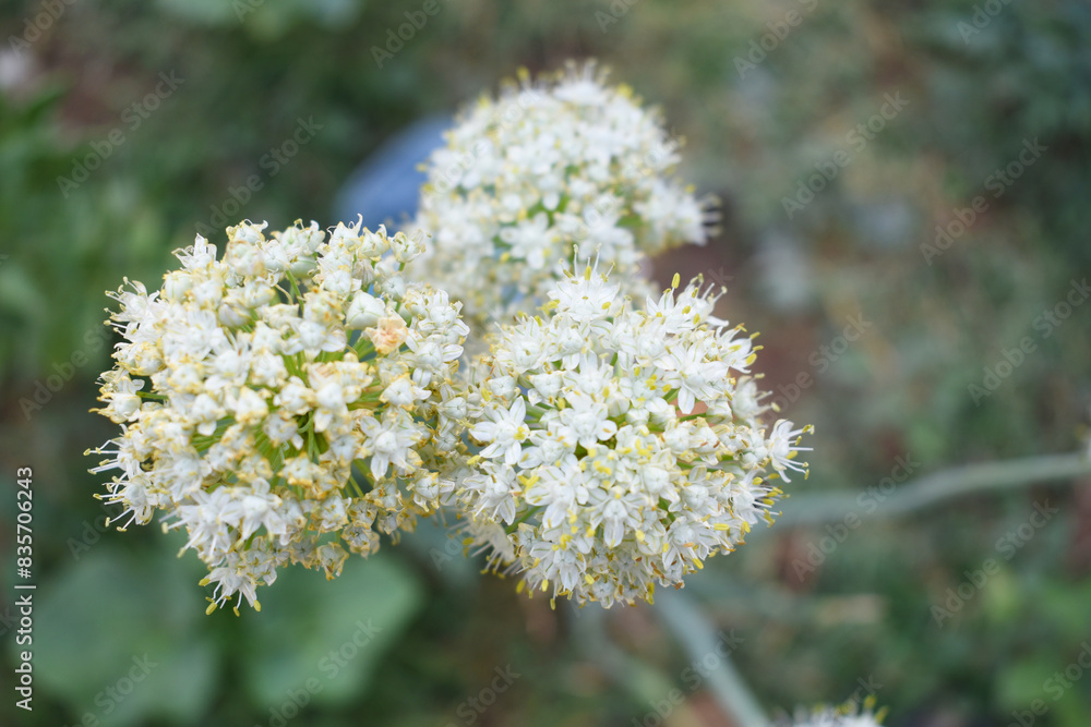 Closeup photo of onion flower with blur background, Macro of blooming onion flower head in the garden. Agricultural background. Spring onions or Sibies. Summertime rural scene. White little flowers Closeup photo of onion flower with blur background, Macro of blooming onion flower head in the garden. Agricultural background. Spring onions or Sibies. Summertime rural scene. White little flowers