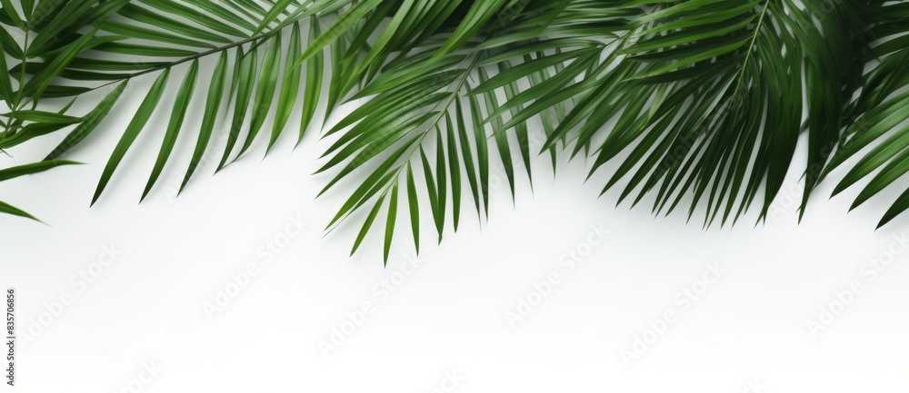 Green palm leaves as top borders isolated on white copyspace background. Background template for digital product mockup Green palm leaves as top borders isolated on white copyspace background. Background template for digital product mockup