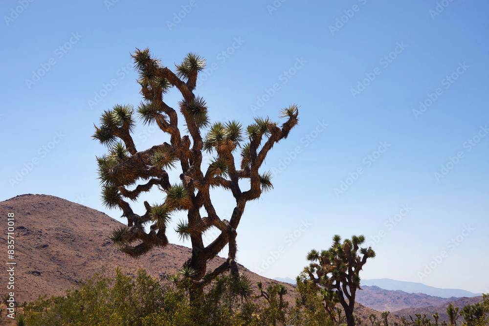 Yucca Valley California Desert Landscape Yucca Valley California Desert Landscape