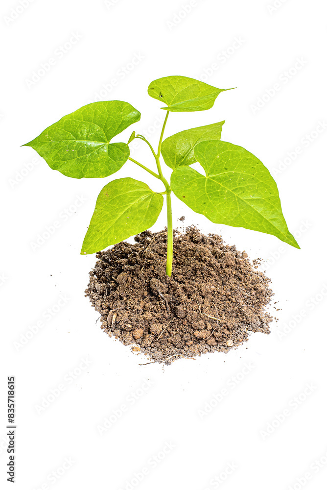young plant sprout growing from soil isolated on white or transparent png background ,plant growing from soil isolated young plant sprout growing from soil isolated on white or transparent png background ,plant growing from soil isolated