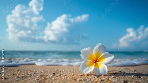 A tropical frangipani flower on the beach with blue sky © usman