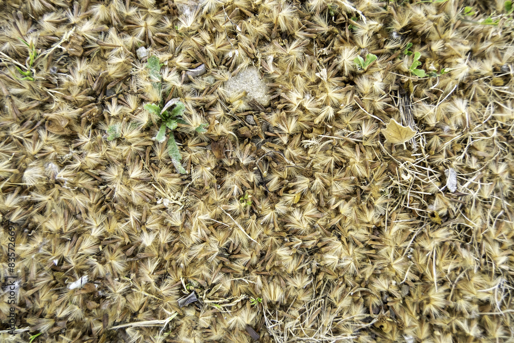Tree fluff on the ground Tree fluff on the ground