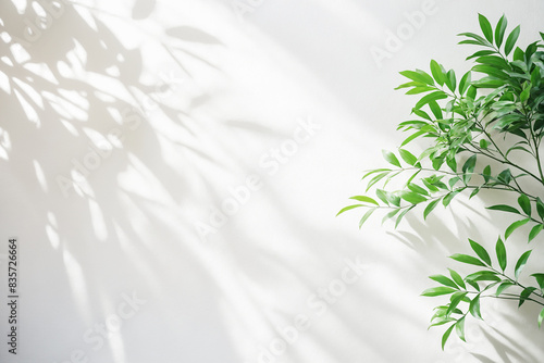 background with blurred foliage shadow on white wall