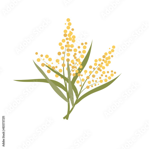 Australia flower yellow golden wattle