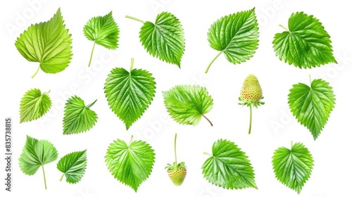 Collection of green strawberry leaves isolated on a white background © AkuAku