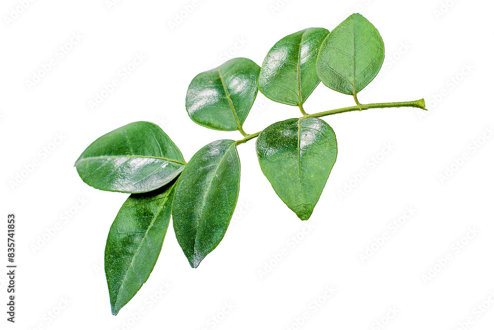 leaves hd png leaves hd png
