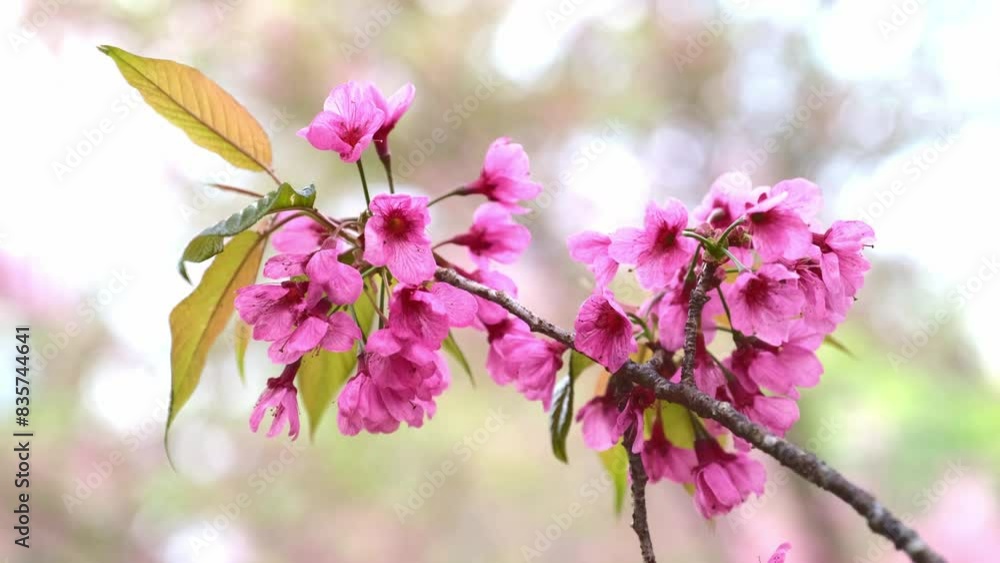 The sakura flower and cherry blossoms are moving slowly. with the natural wind. The sakura flower and cherry blossoms are moving slowly. with the natural wind.