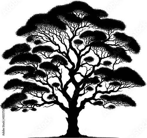 Cottonwood Tree icon 2