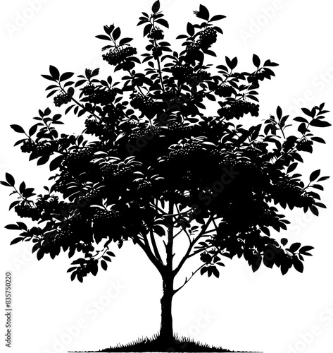 Chokecherry Tree icon 1