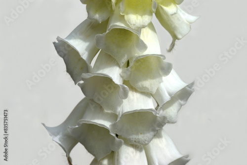 Closeup white flowering foxglove (Digitalis), plantain family (Plantaginaceae. White background. Dutch garden. Spring, May. photo