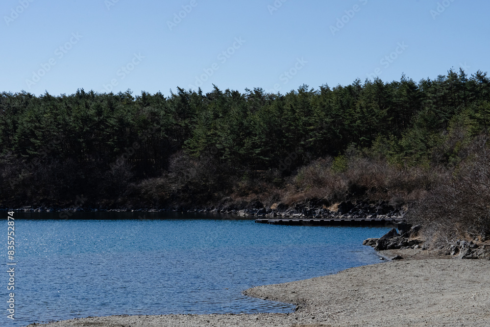 Tranquil lakeshore with a forest backdrop Tranquil lakeshore with a forest backdrop
