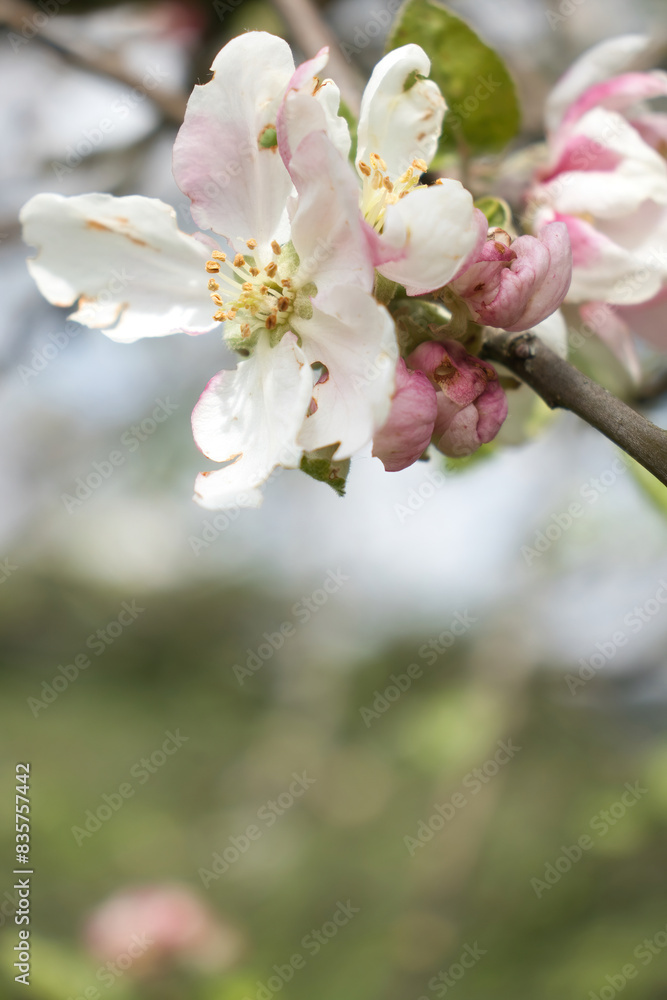 White apple blossom flowers on a tree near Potzbach, Germany on a spring day. White apple blossom flowers on a tree near Potzbach, Germany on a spring day.