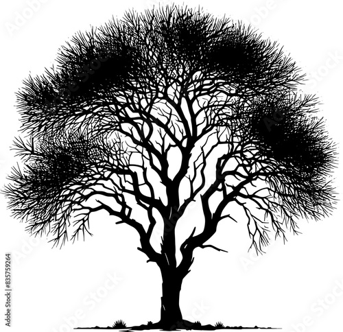 Blue Palo Verde Tree icon 8