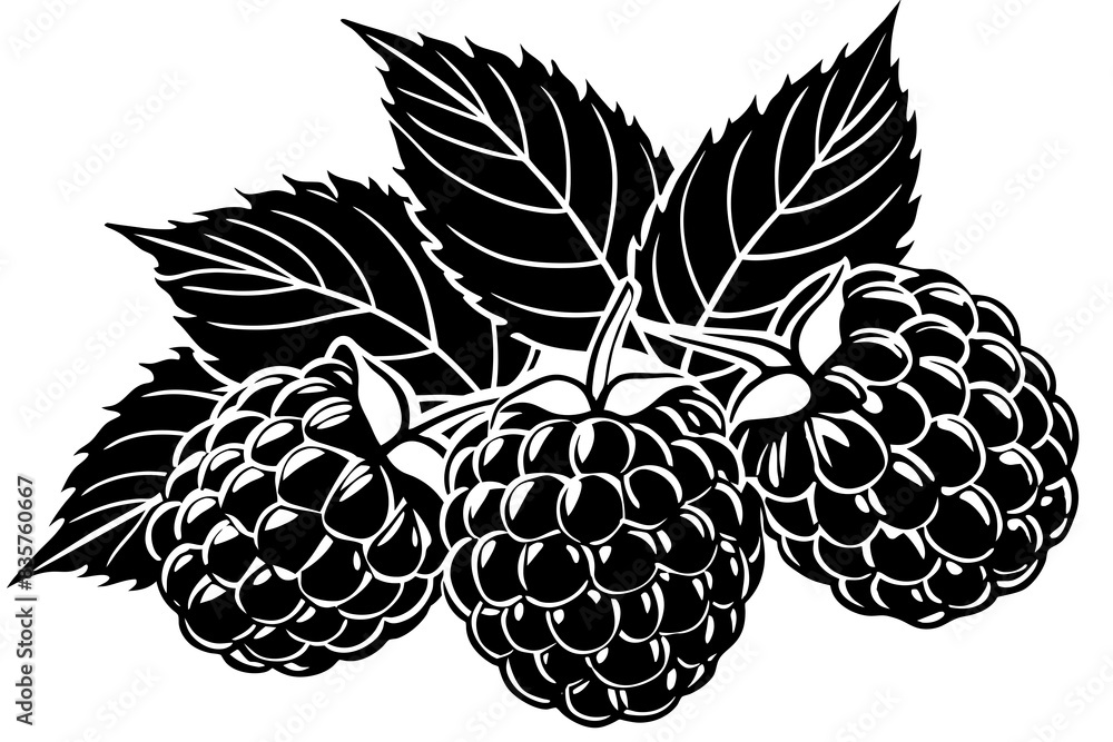 grape fruit silhouette vector illustration grape fruit silhouette vector illustration