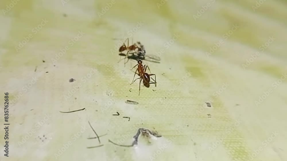 ant eating dead mosquito ant eating dead mosquito