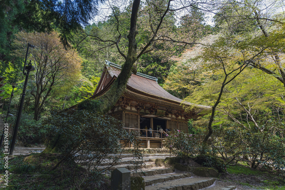 奈良 室生寺 新緑に包まれた国宝本堂 奈良 室生寺 新緑に包まれた国宝本堂