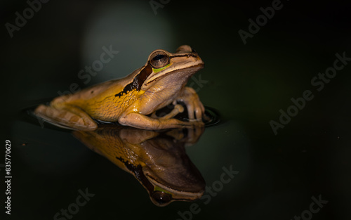 Costa-Rica-Laubfrosch (Smilisca phaeota), Masken-Laubfrosch photo