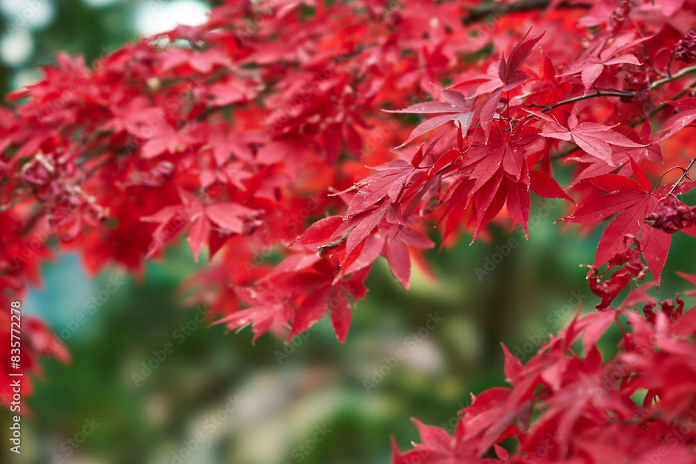 神奈川県 大山の紅葉
神奈川県 大山の紅葉