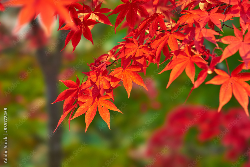 神奈川県 大山の紅葉
神奈川県 大山の紅葉