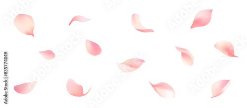 Beautifully dancing petals vector material