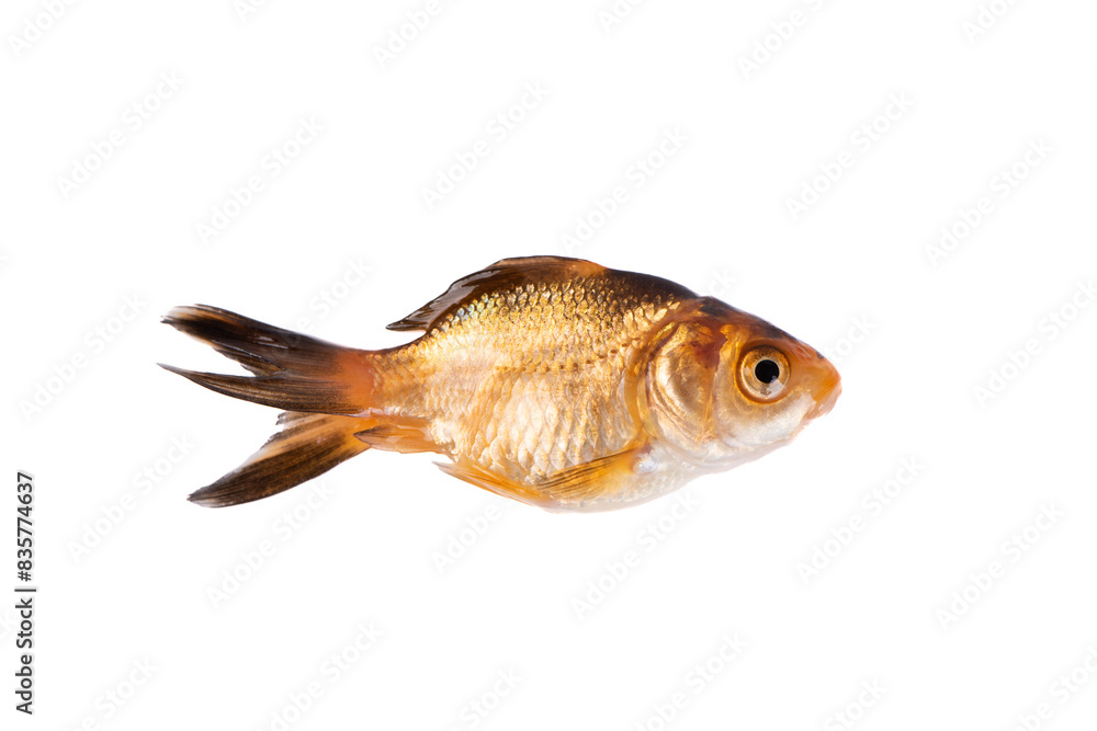 Obraz premium a goldfish isolated on white background 