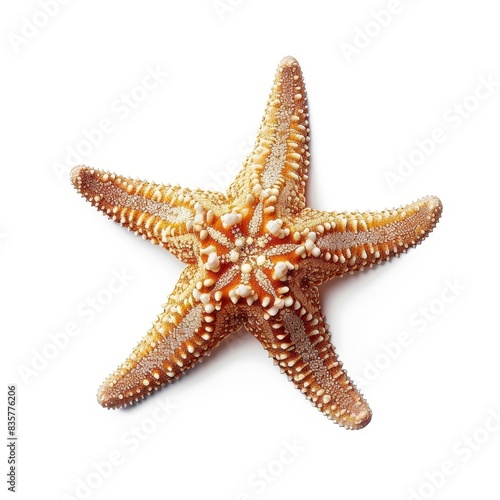 Starfish or sea star isolated on white background with clipping path. Full Depth of field. Focus stacking. PNG. Generative AI © Color Scribe