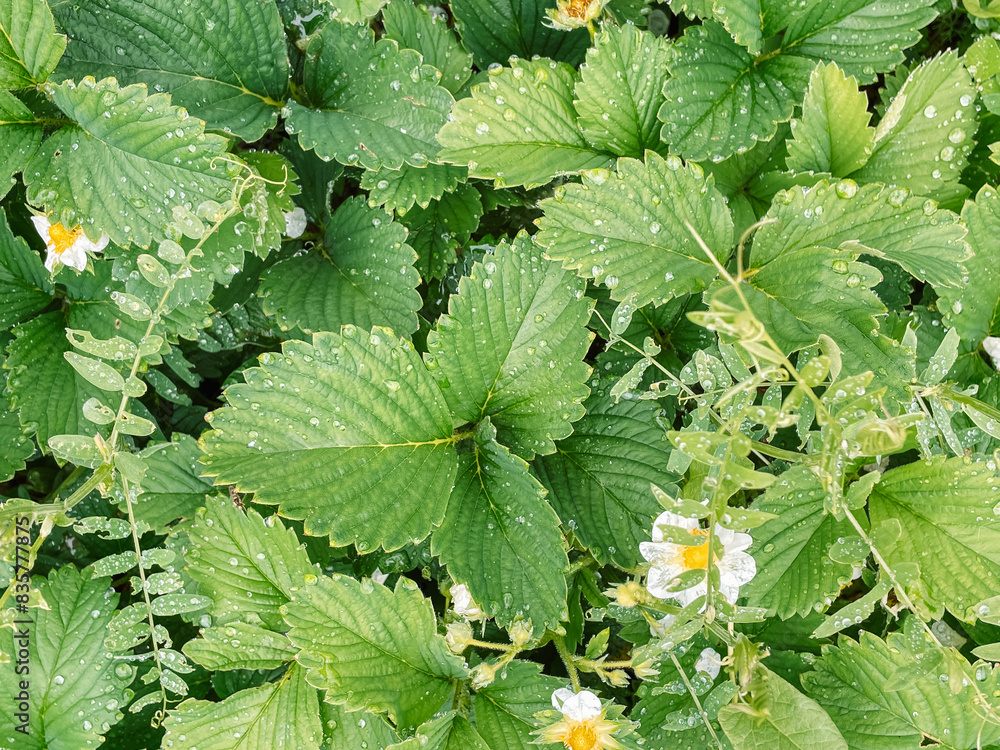Background of strawberry leaves and flowers with water drops. Background of strawberry leaves and flowers with water drops.