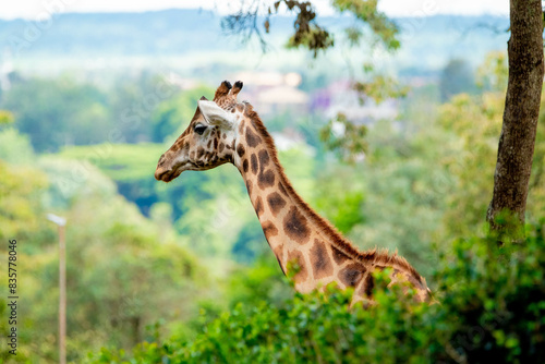 Canvas Print giraffe in a forest
