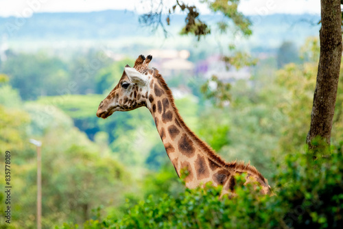 Canvas Print giraffe in a forest