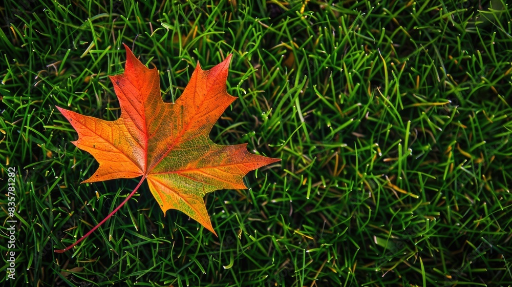Vibrant maple leaf on the green grass during the fall season Vibrant maple leaf on the green grass during the fall season