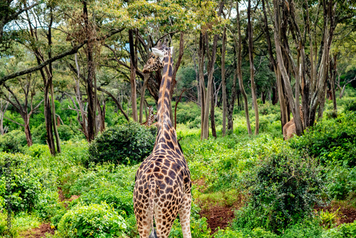 Canvas Print long tall giraffe