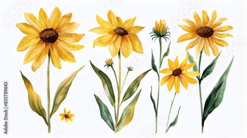 The image contains a variety of yellow flowers and green leaves of different sizes © Tabinda Gul